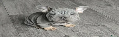 French Bulldog Puppy 2