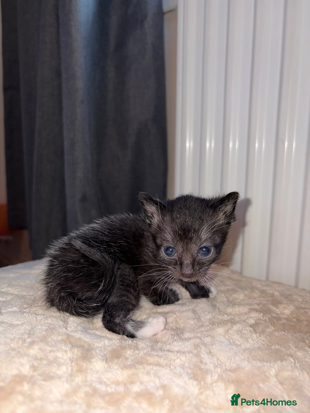 Khao Manee cats for sale: 4 mixed khao manee kittens  - Advert 10