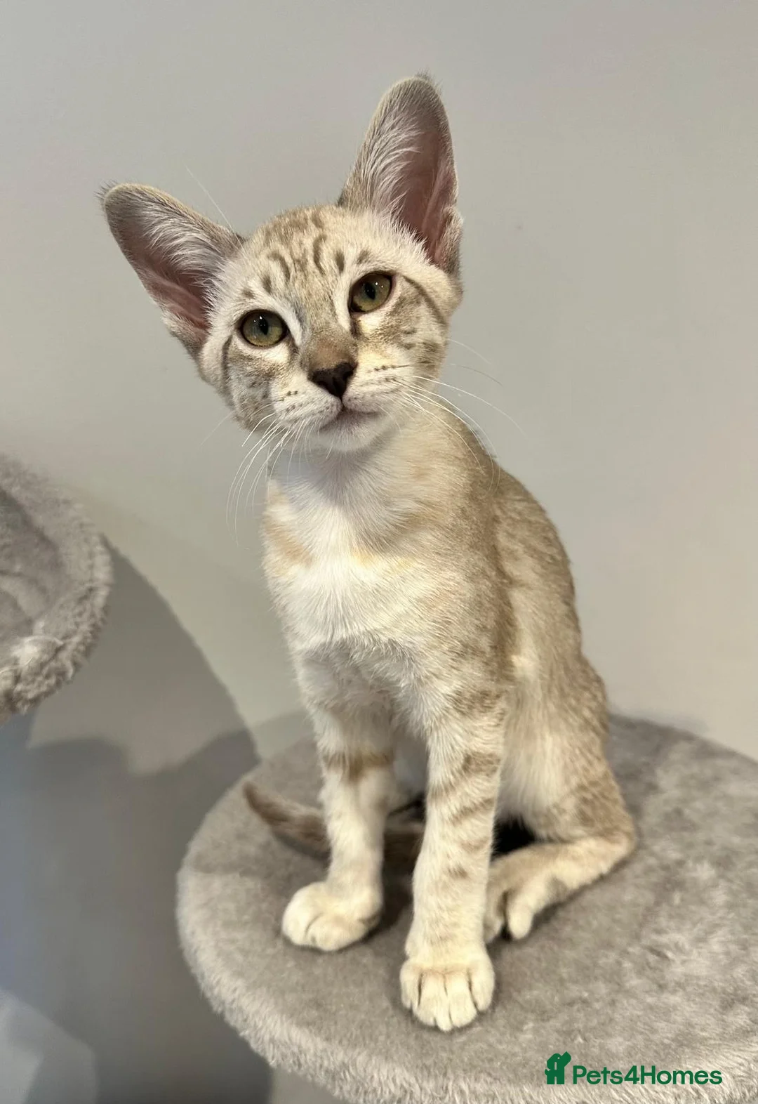 Tonkinese cats for sale: Gorgeous Pedigree Tonkinese Kittens - Advert 9