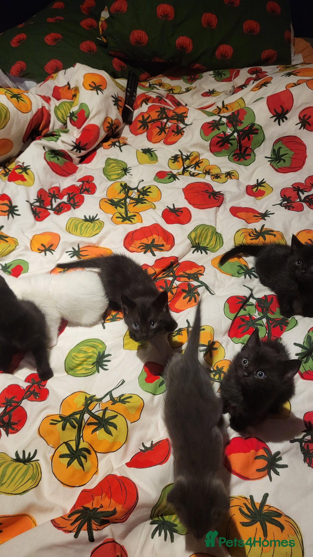 Mixed Breed cats for sale: 7 lovely kittens  - Advert 2