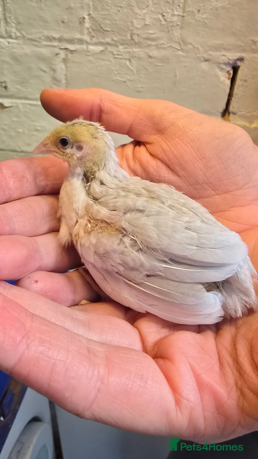Quail poultry for sale: Silver chinese button quail in Shrewsbury - Advert 2
