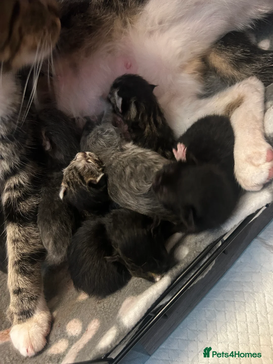 Mixed Breed cats for sale: 5 beautiful kittens ready to go 17th Nov - Advert 23