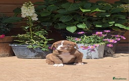 Cane Corso dogs for sale: Italian Mastiff pup now ready for their new homes! - Image 8