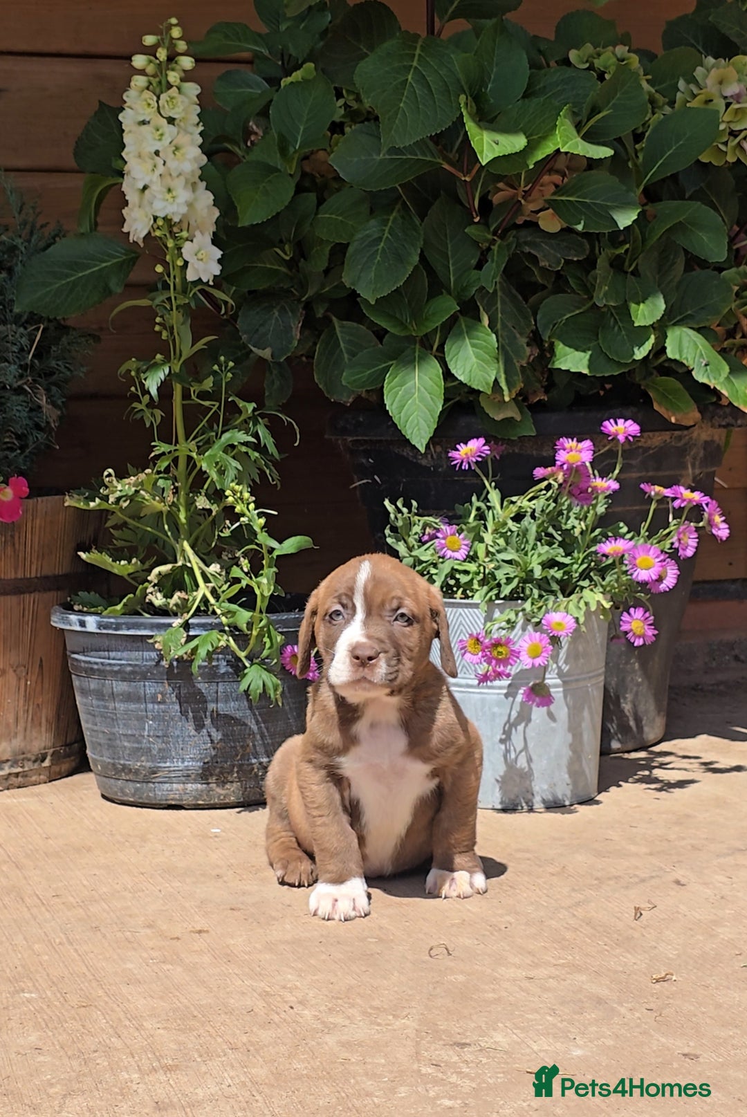 Cane Corso dogs for sale: Italian Mastiff pup now ready for their new homes! - Image 8