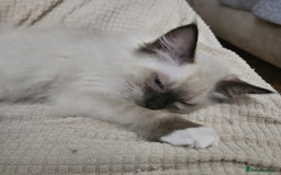 Ragdoll cats for sale: GCCF registered stunning healthy kittens - Image 12