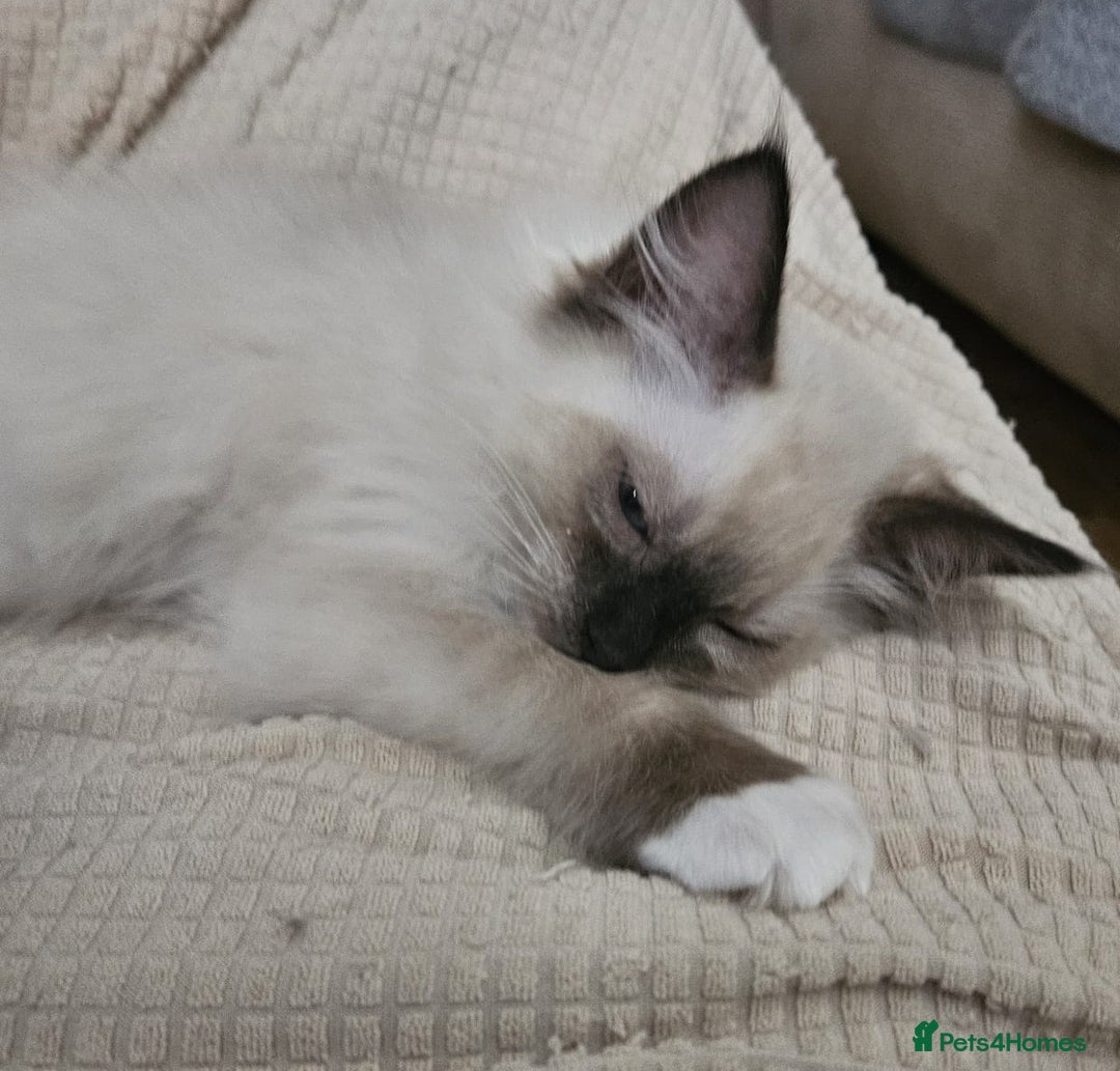 Ragdoll cats for sale: GCCF registered stunning healthy kittens - Image 12