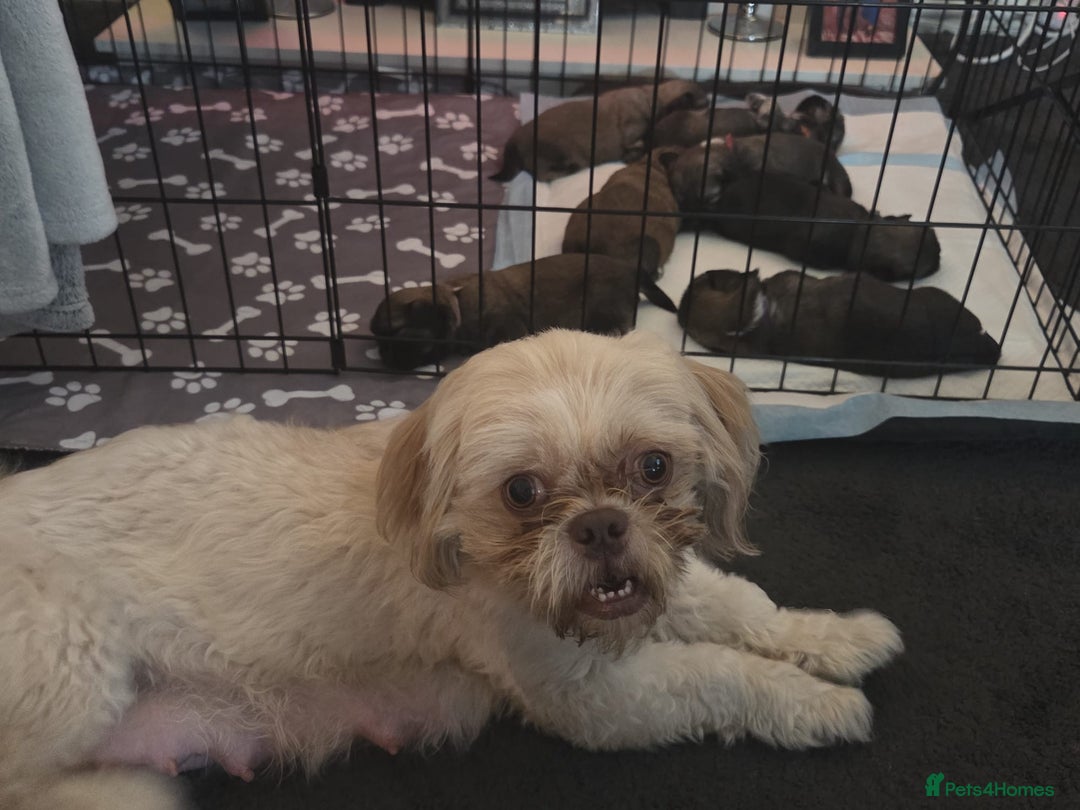 Shih Tzu dogs for sale: Shih tzus  - Image 22