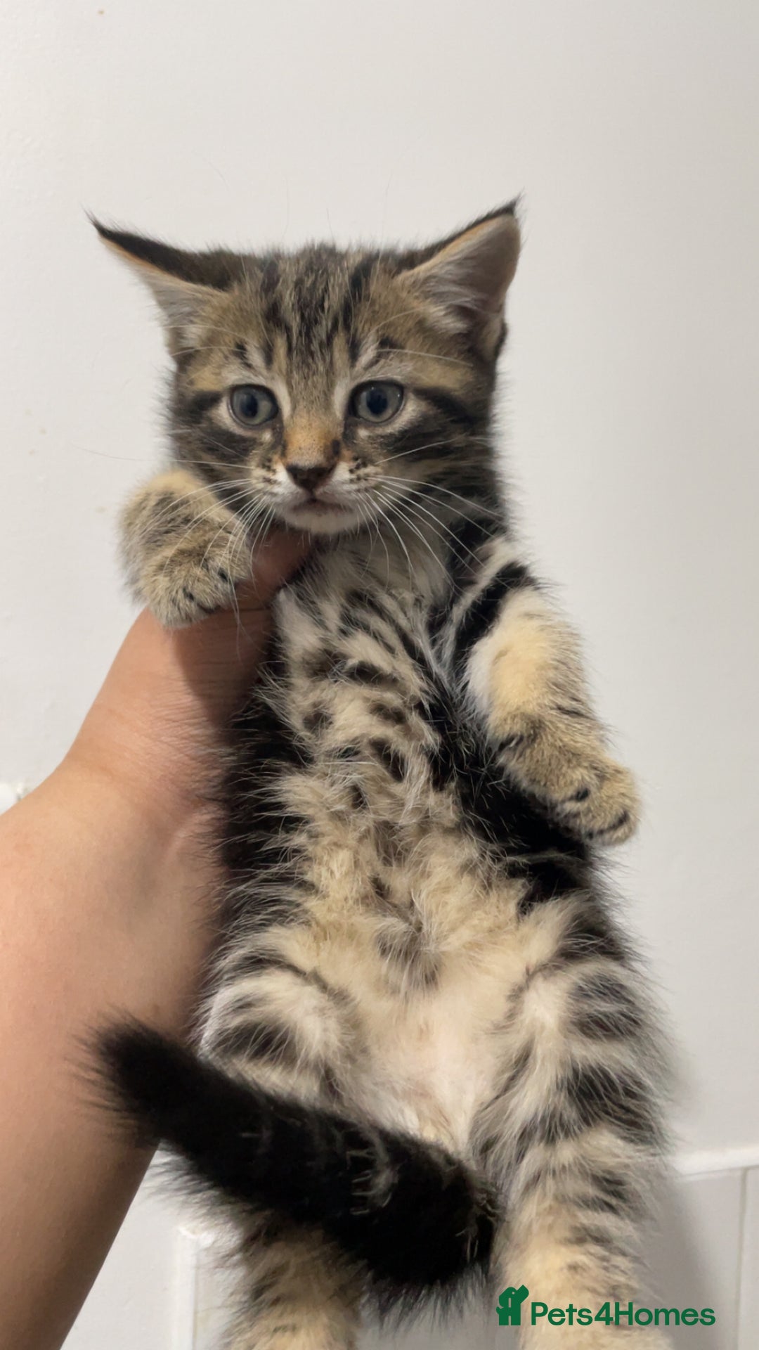 Domestic Shorthair cats for sale: Kittens - Image 7