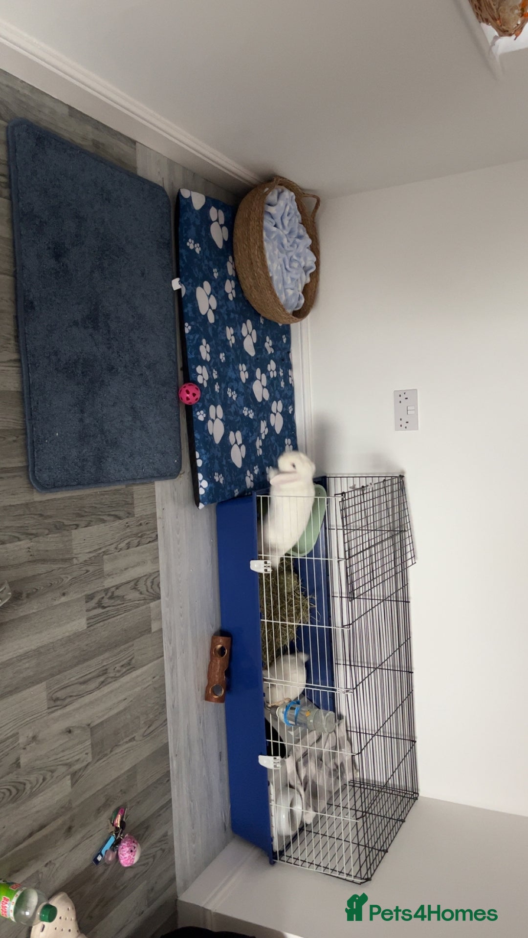 Mini Lop rabbits for sale: Mini lop rabbits  - Image 10