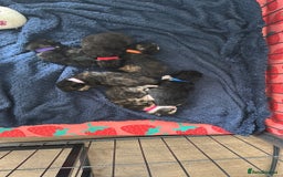 Mixed Breed cats for sale: Kittens looking for forever homes  - Image 2