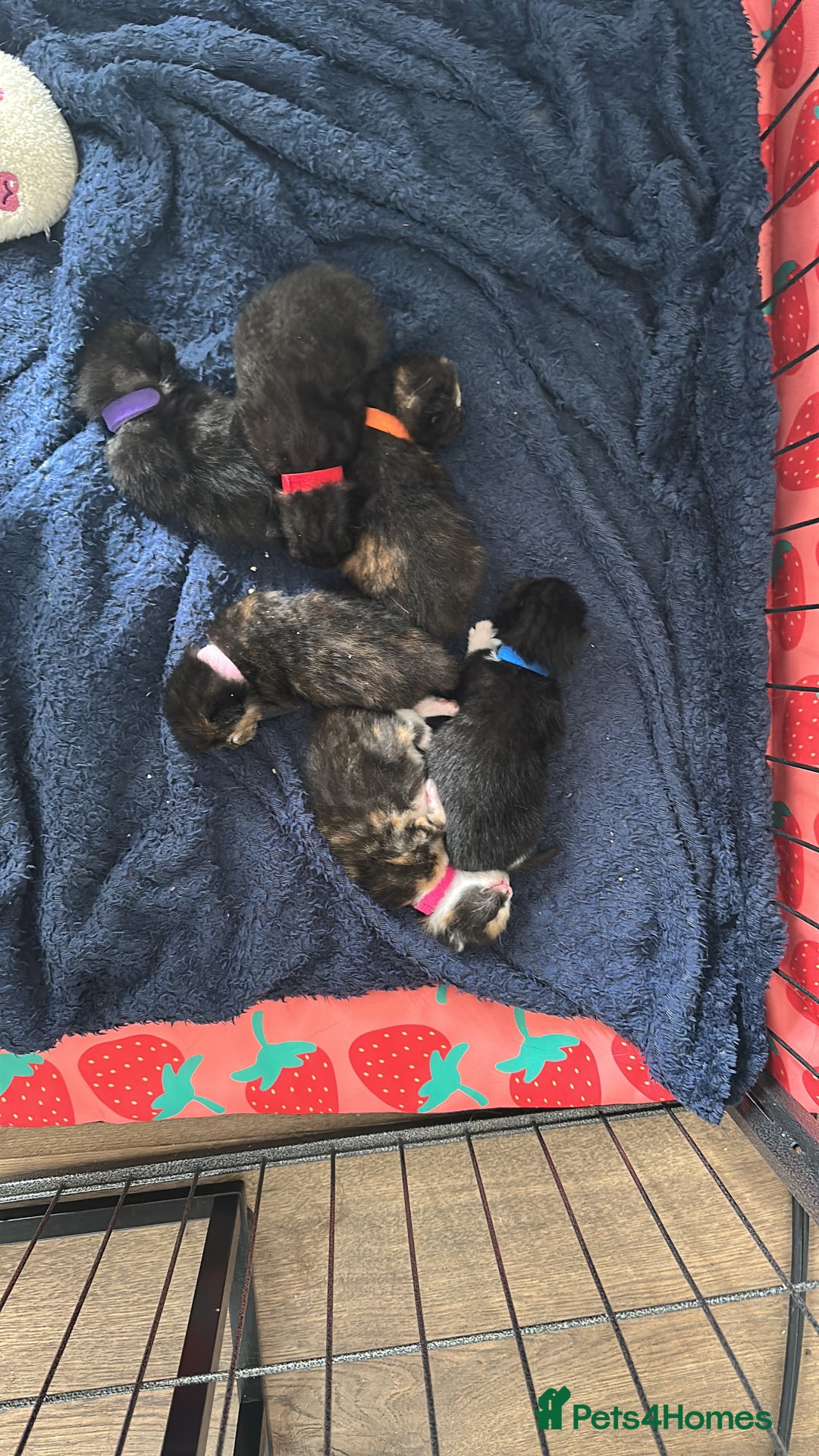 Mixed Breed cats for sale: Kittens looking for forever homes  - Image 2