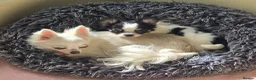 Chihuahua dogs for sale: KC Reg Chihuahua Pups, Champion lines. - Advert 11