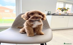 Cocker Spaniel dogs for sale: Beautiful toy cockapoo  - Image 3