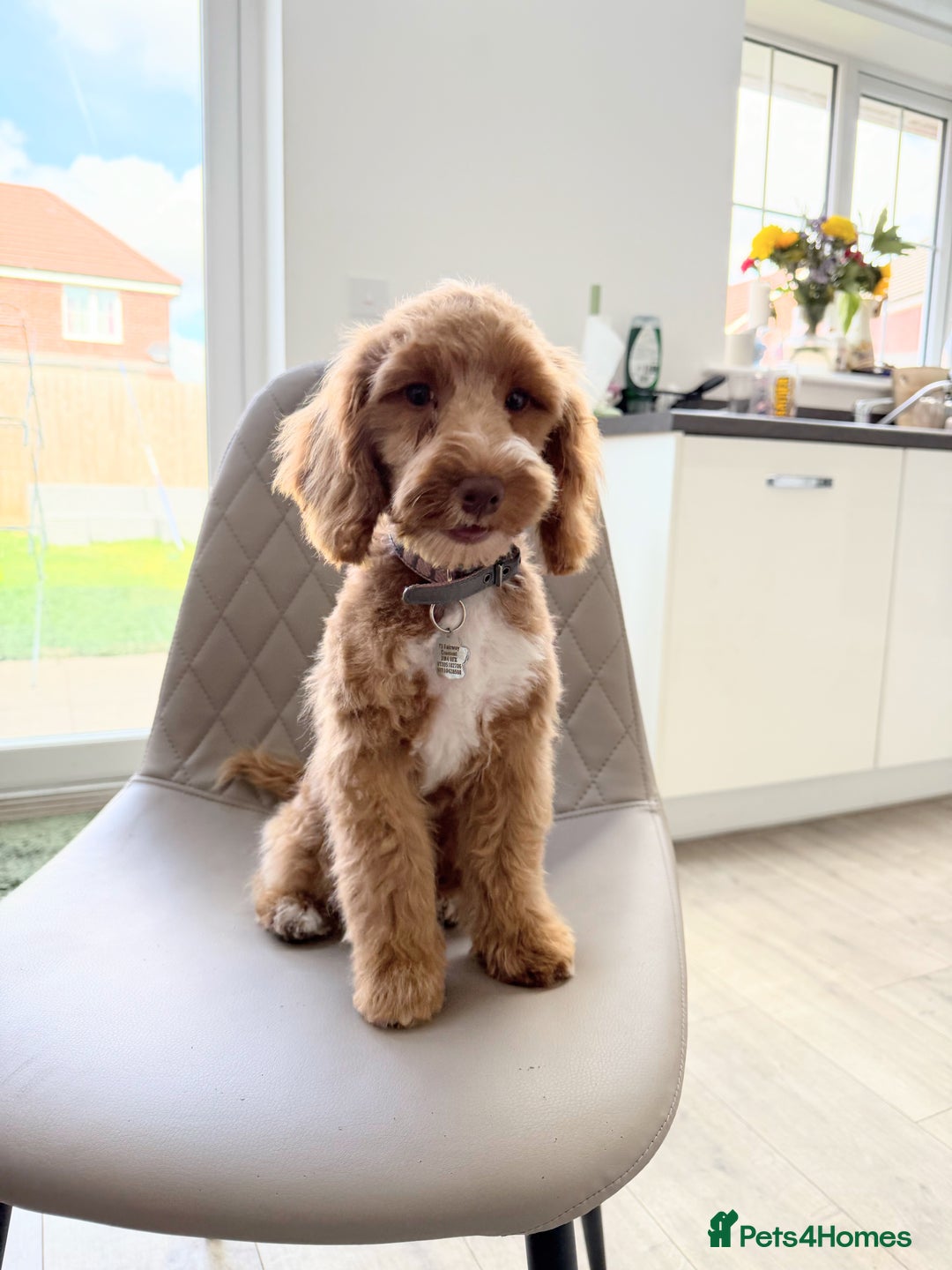 Cocker Spaniel dogs for sale: Beautiful toy cockapoo  - Image 3