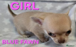Chihuahua dogs for sale: KC Registered Puppies - Image 5