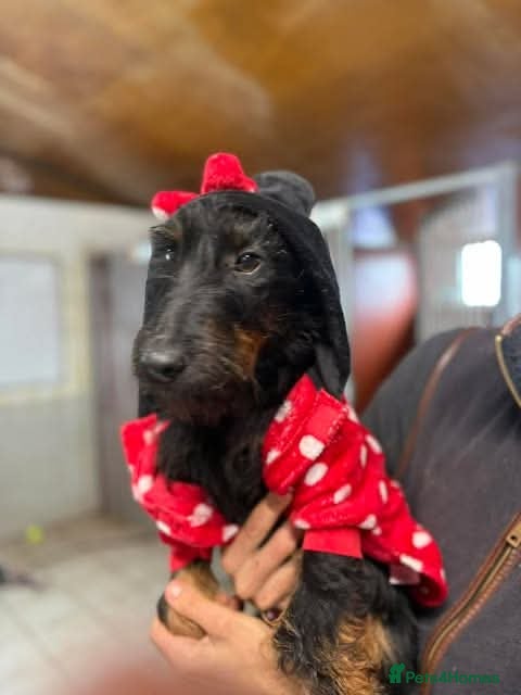 Mixed Breed dogs Meet Rouge, currently residing in Cheshire  - Advert 1