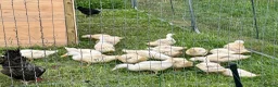 Ducks poultry for sale: Cherry valley ducks in Edenbridge - Advert 3