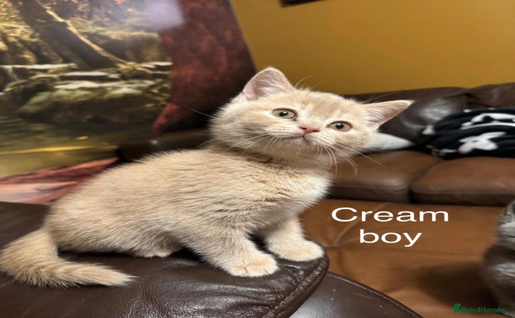 British Shorthair cats Beautiful litter of British Shorthair kittens - Advert 2