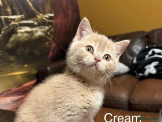 British Shorthair cats Beautiful litter of British Shorthair kittens - Advert 11