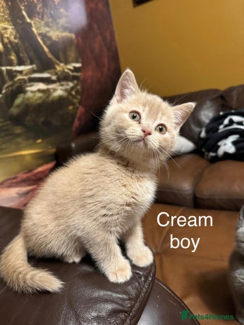 British Shorthair cats Beautiful litter of British Shorthair kittens - Advert 2