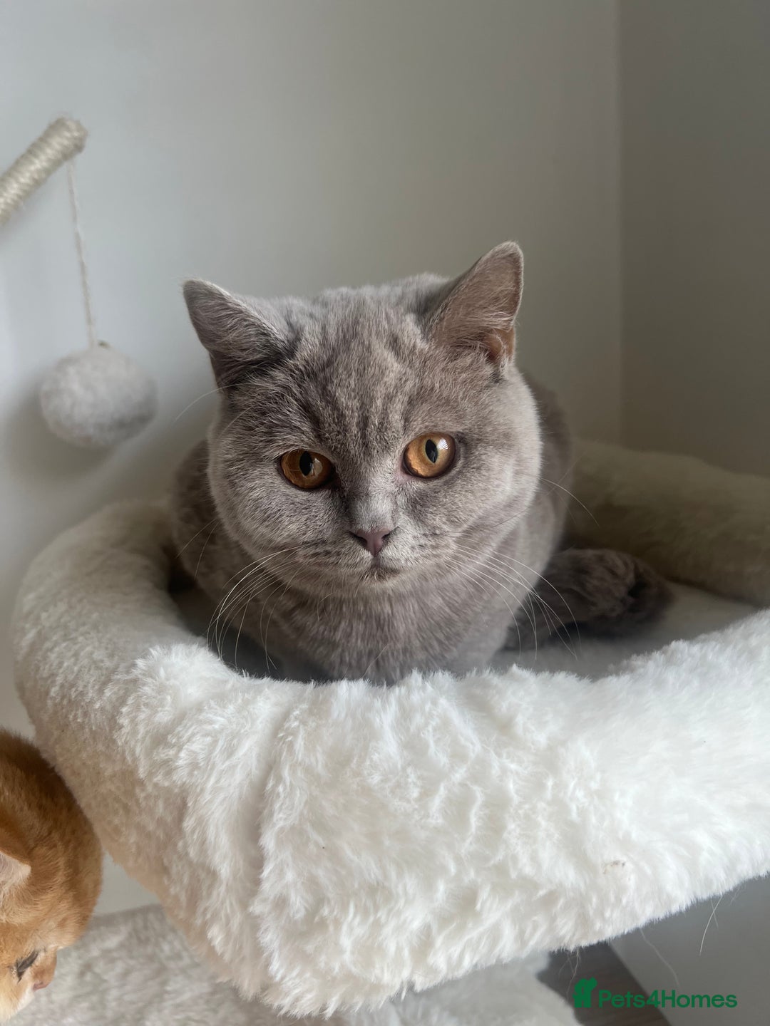 British Shorthair cats for sale: GCCF Registered Lilac British Shorthair Boy - Image 20