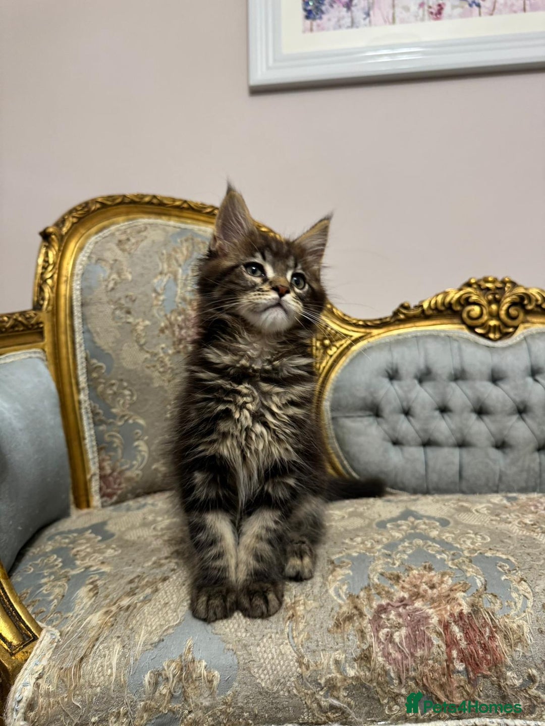 Maine Coon cats for sale: Maine Coon Kittens with Elite Heritage 🌟🌟🌟🌟🌟 - Image 18