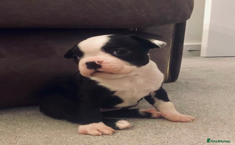 Boston Terrier dogs - Advert 1