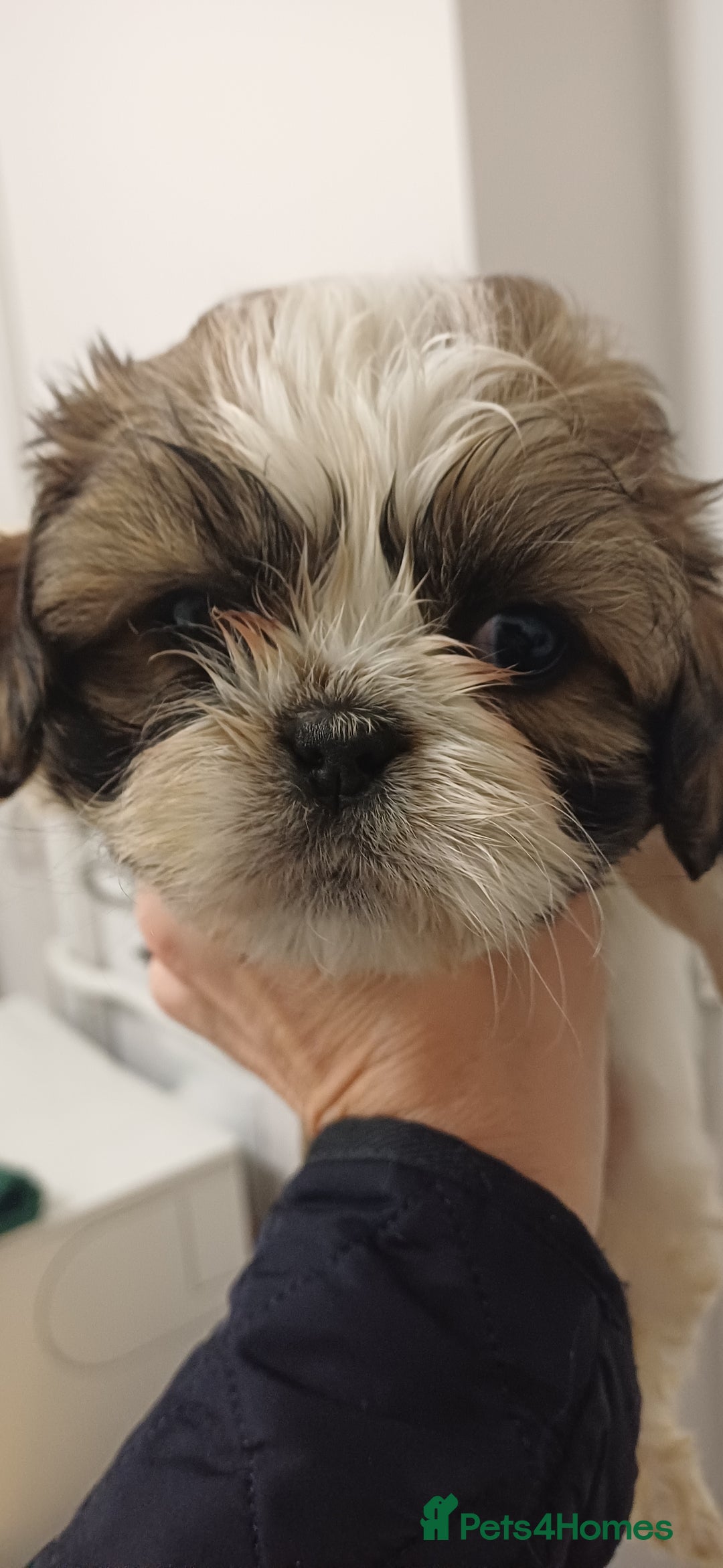 Shih Tzu dogs for sale: 3 lovely girl shih tzu puppies  - Advert 40