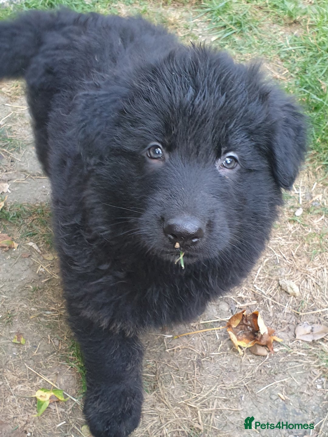 German Shepherd dogs for sale: German Shepherd pups ready end of August  - Image 3
