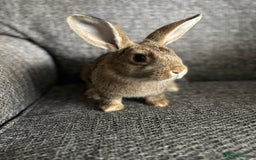 Lionhead rabbits for sale: 3 females Dutch x lionhead ready to go💞 - Image 15