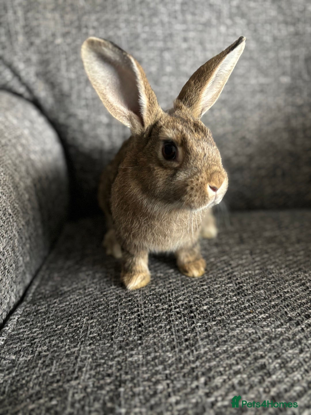 Lionhead rabbits for sale: 3 females Dutch x lionhead ready to go💞 - Image 15