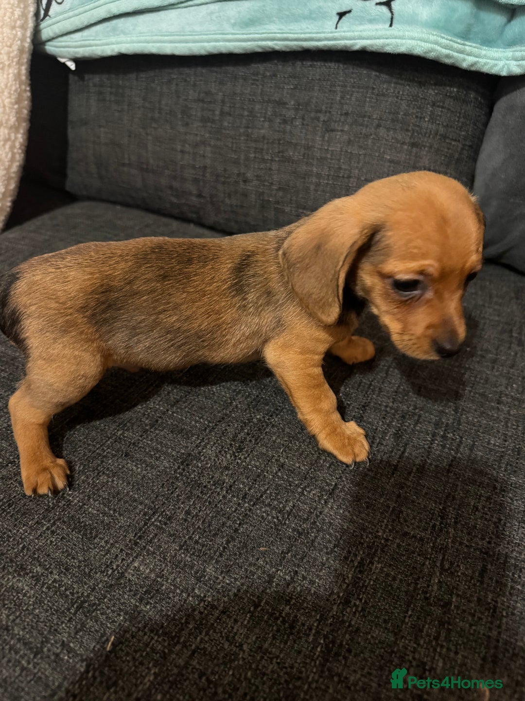 Dachshund dogs for sale: 5 beautiful dachshund 1 girl 4 boys - Advert 13