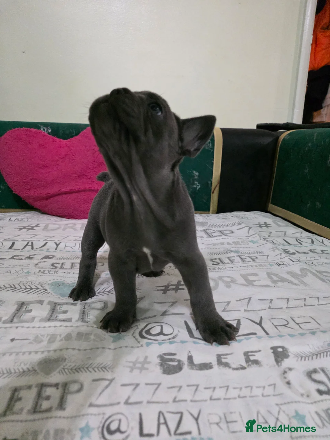 French Bulldog dogs for sale: Beautiful Blue French bulldog  - Advert 18