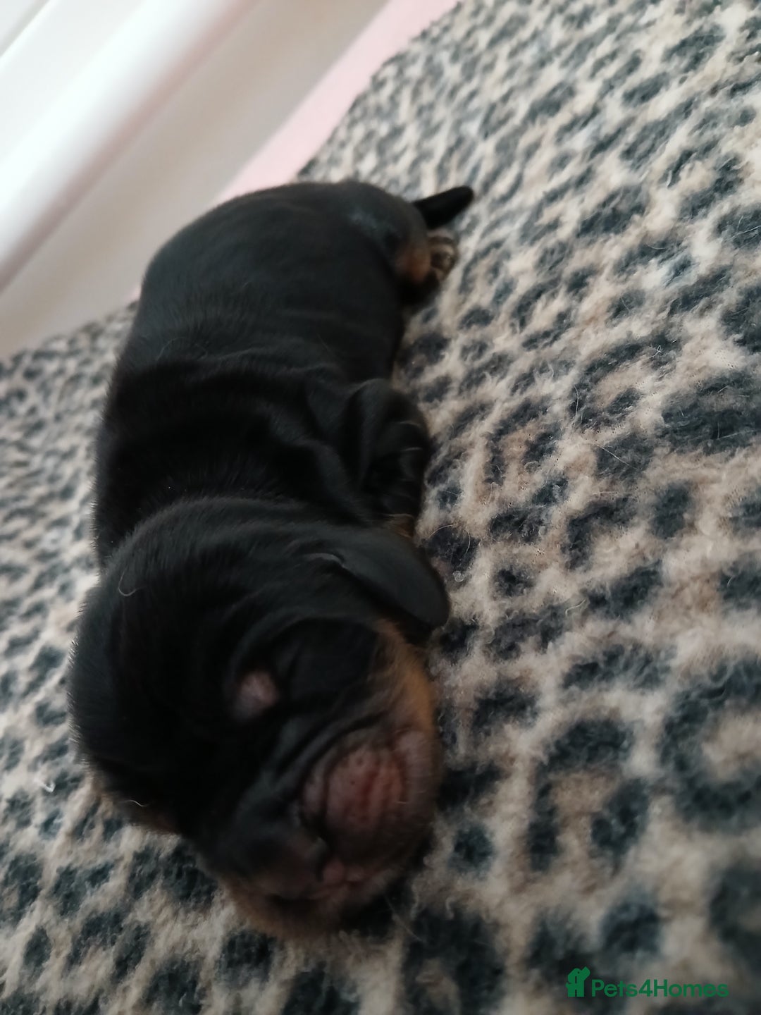 Cocker Spaniel dogs for sale: 1 male 1 Female Stunning KC Show Cocker Puppies - Advert 4