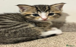 Mixed Breed cats for sale: Adorable tabby kittens - Image 3