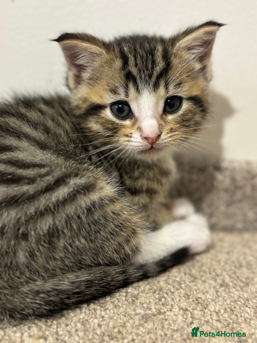 Mixed Breed cats for sale: Adorable tabby kittens - Image 3