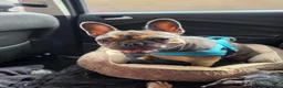 French Bulldog dogs for sale: French Bulldog  - Advert 2