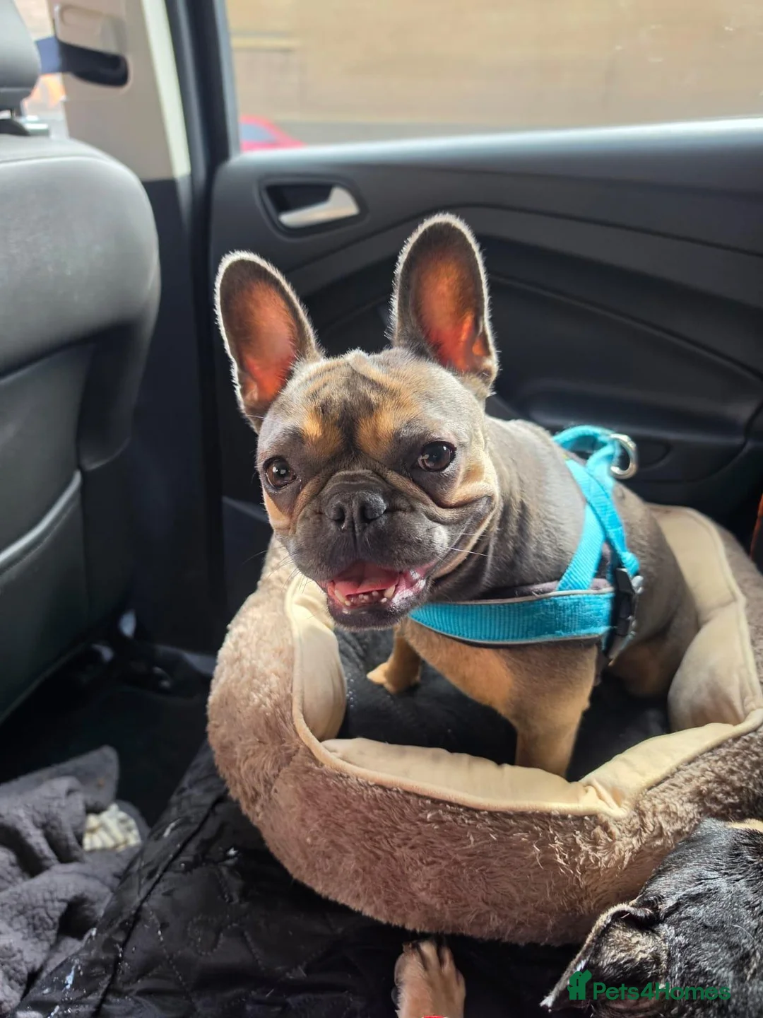 French Bulldog dogs for sale: French Bulldog  - Advert 2
