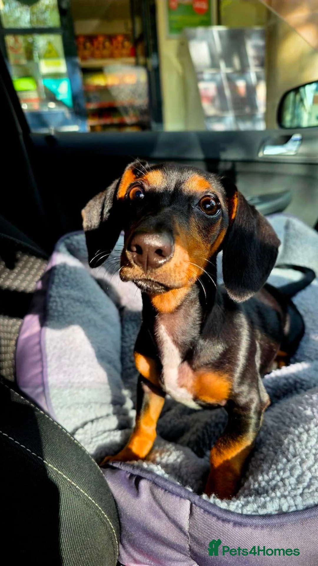 Dachshund dogs for sale: Mini dachsund in Dorchester - Advert 2