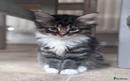 Mixed Breed cats for sale: 3 kittens looking for a new home  - Image 4