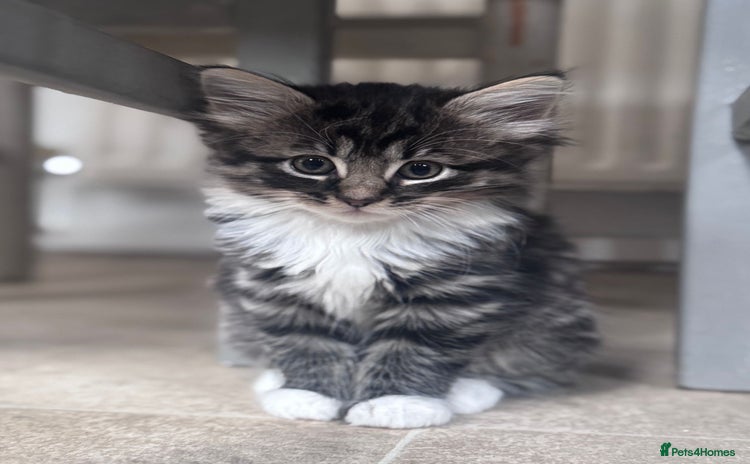 Mixed Breed cats - Advert 4