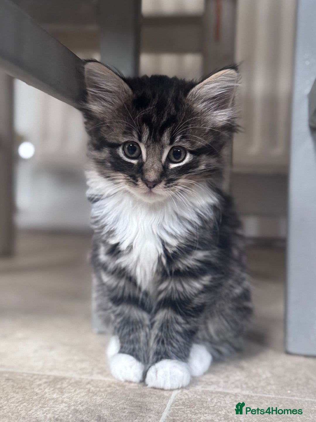 Mixed Breed cats for sale: 3 kittens looking for a new home  - Image 4