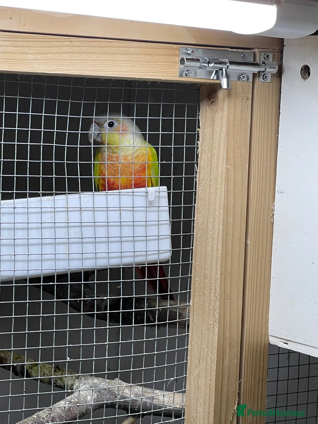 Conures birds for sale: Breeding pair - Advert 8