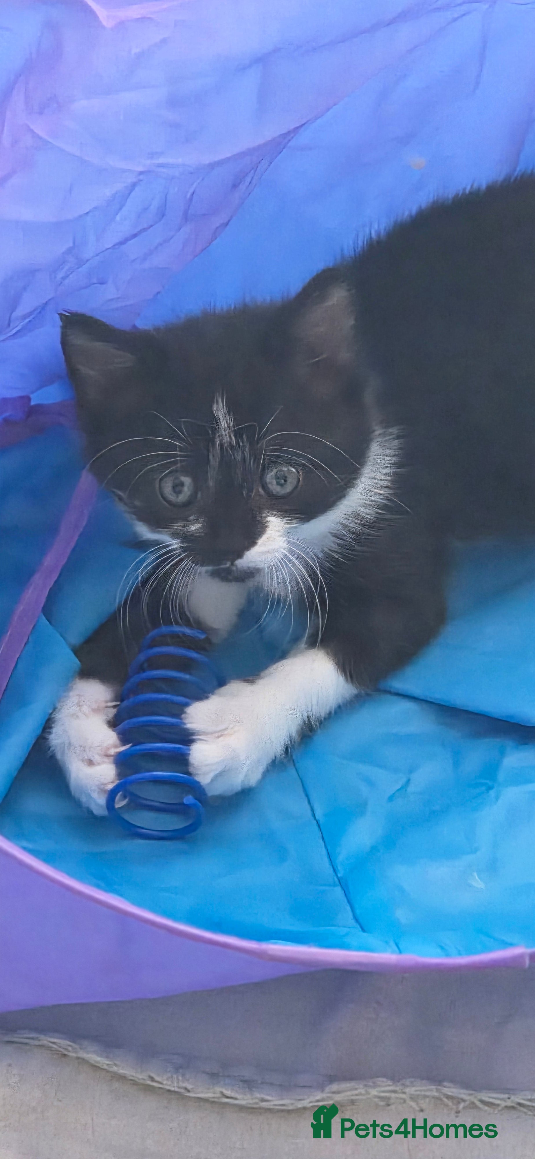 Mixed Breed cats Bella - Advert 7