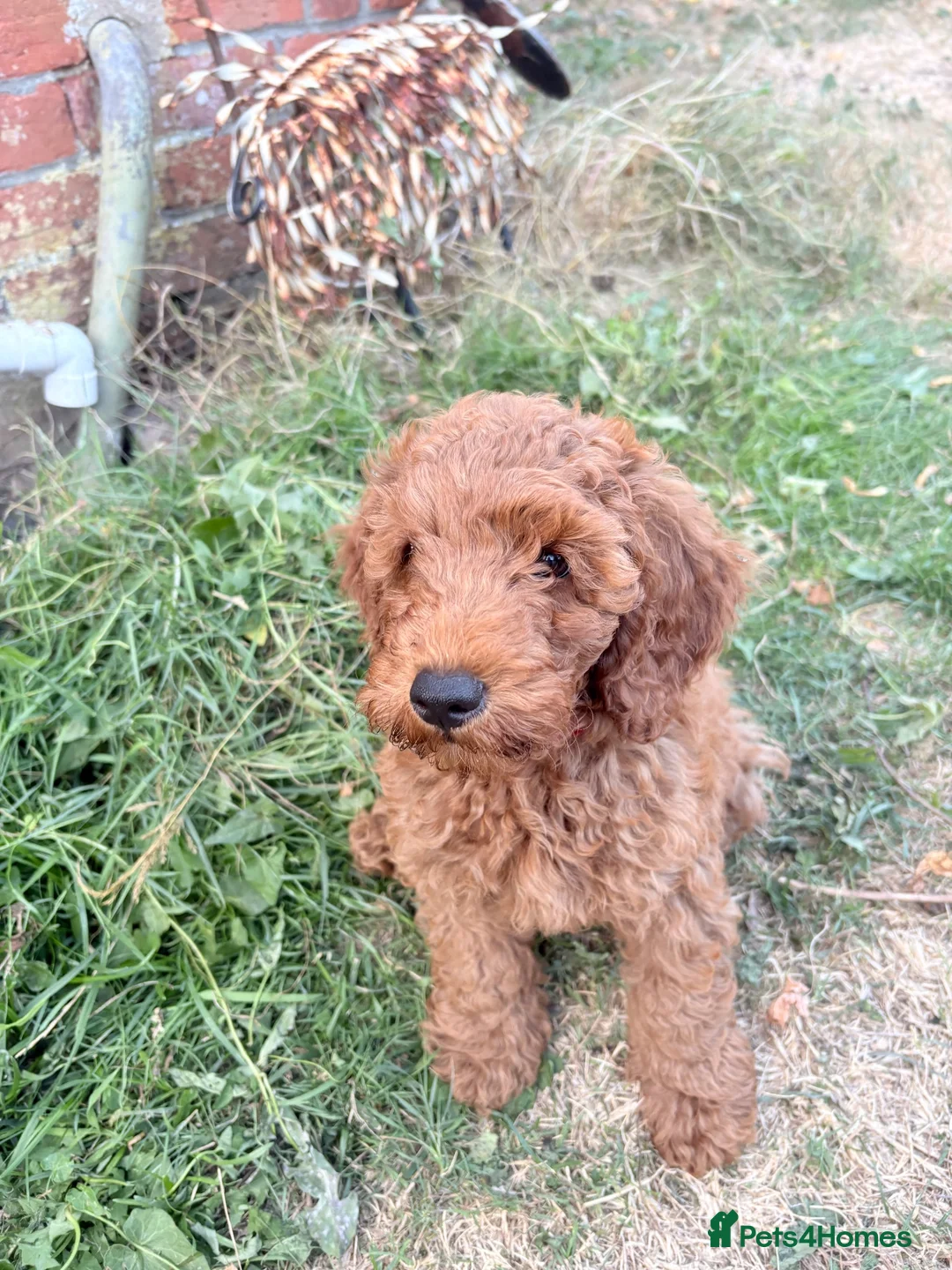 Cockapoo dogs for sale:  All puppies now rehomed 🐾🐾🐾 - Advert 1