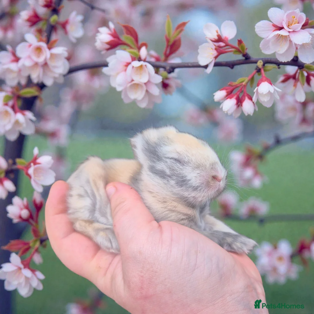 Angora rabbits for sale: 💗The most stunning angora- imported parents ❤️  - Advert 4