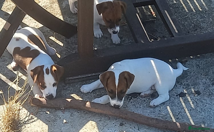 Jack Russell dogs - Advert 12