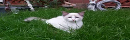 Ragdoll cats for sale: RAGDOLL BICOLOUR GIRL BLUE EYES READY NOW  - Advert 12
