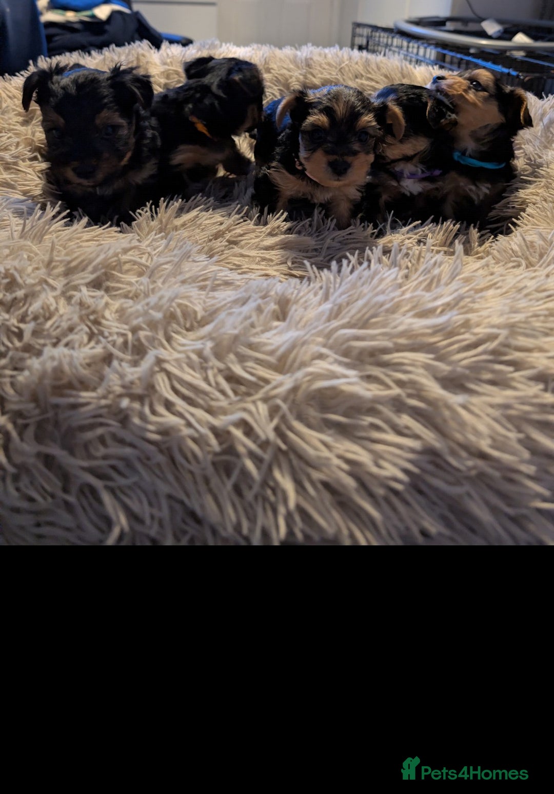 Yorkshire Terrier dogs for sale: 5 Yorkshire terriers pupies - Advert 3