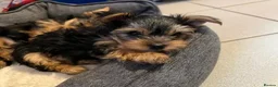 Yorkshire Terrier dogs for sale: Yorkie puppies in Milton Keynes - Advert 1